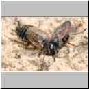 Tachysphex obscuripennis - Grabwespe w03 10mm mit Schabe beim Nesteintrag.jpg